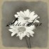 Sabbath Song